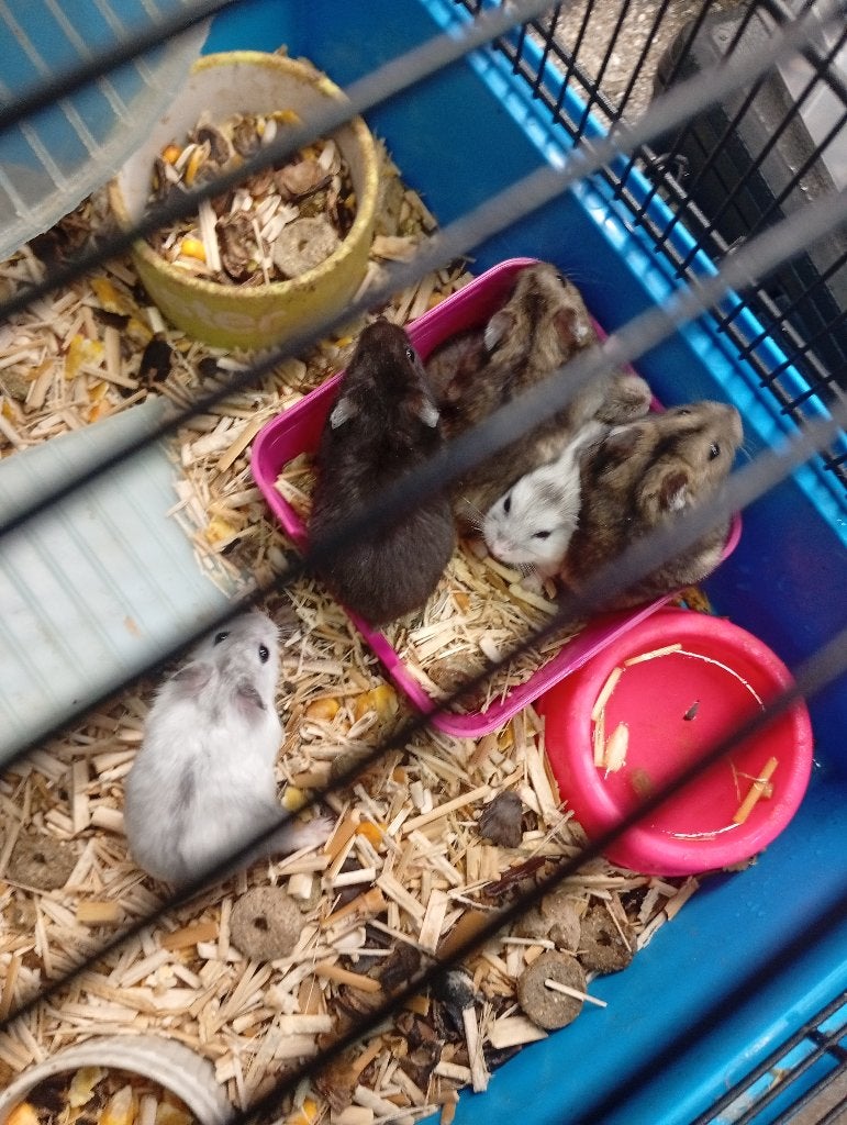 Dwerghamsters, Dieren en Toebehoren, Hamster, Juni, Meerdere dieren, Tam