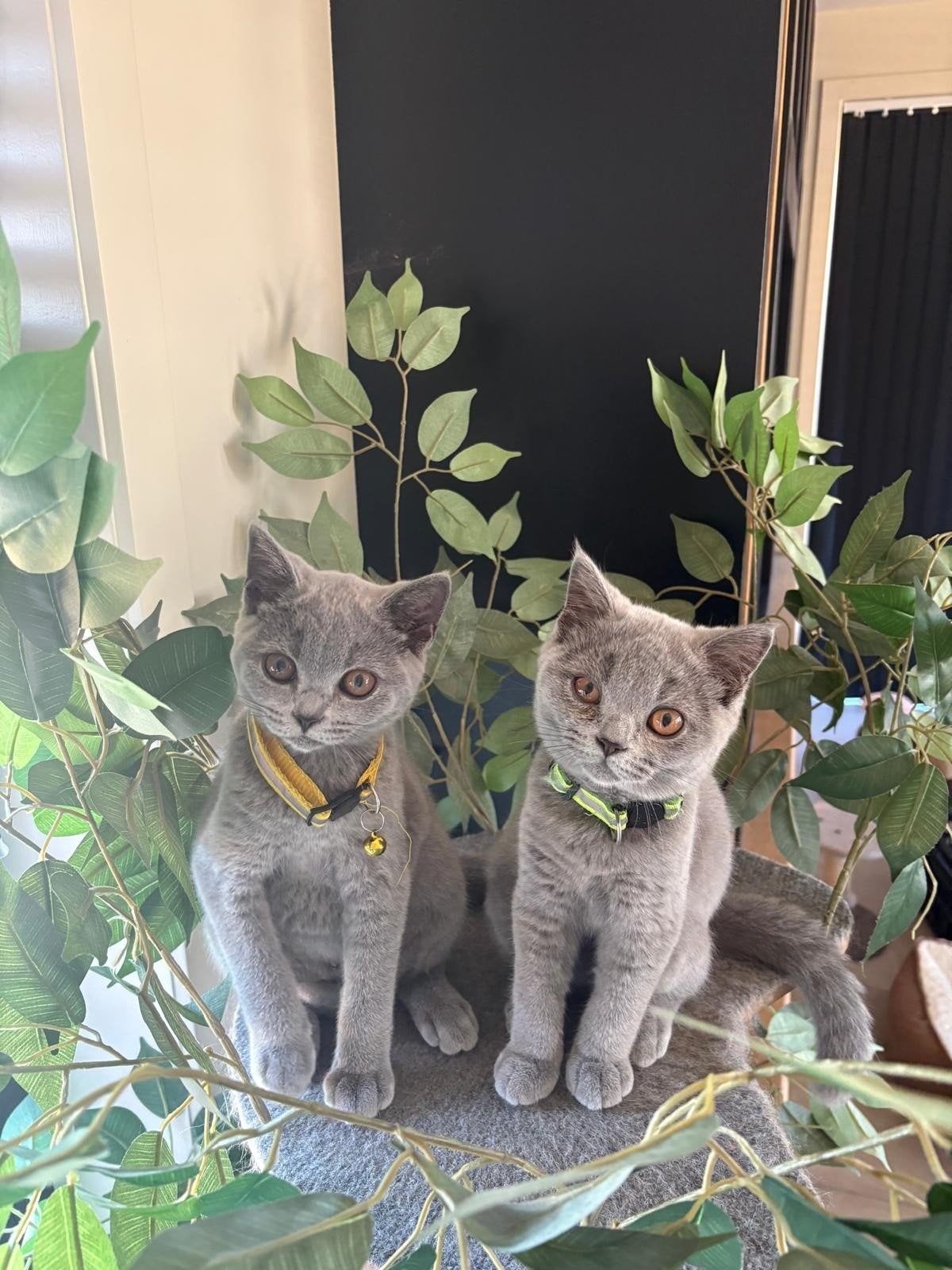Britse korthaar kittens, Meerdere dieren, Gechipt, 0 tot 2 jaar