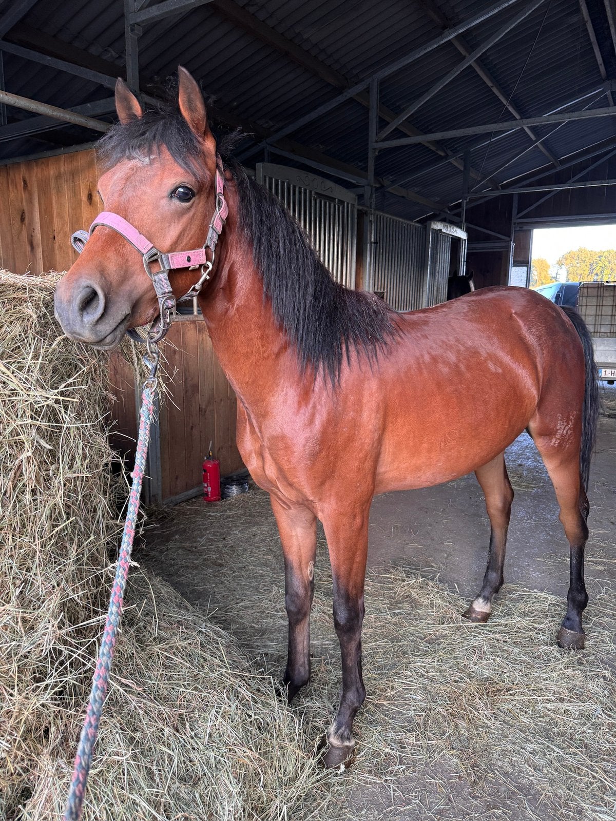 Poney new forest pleins papiers