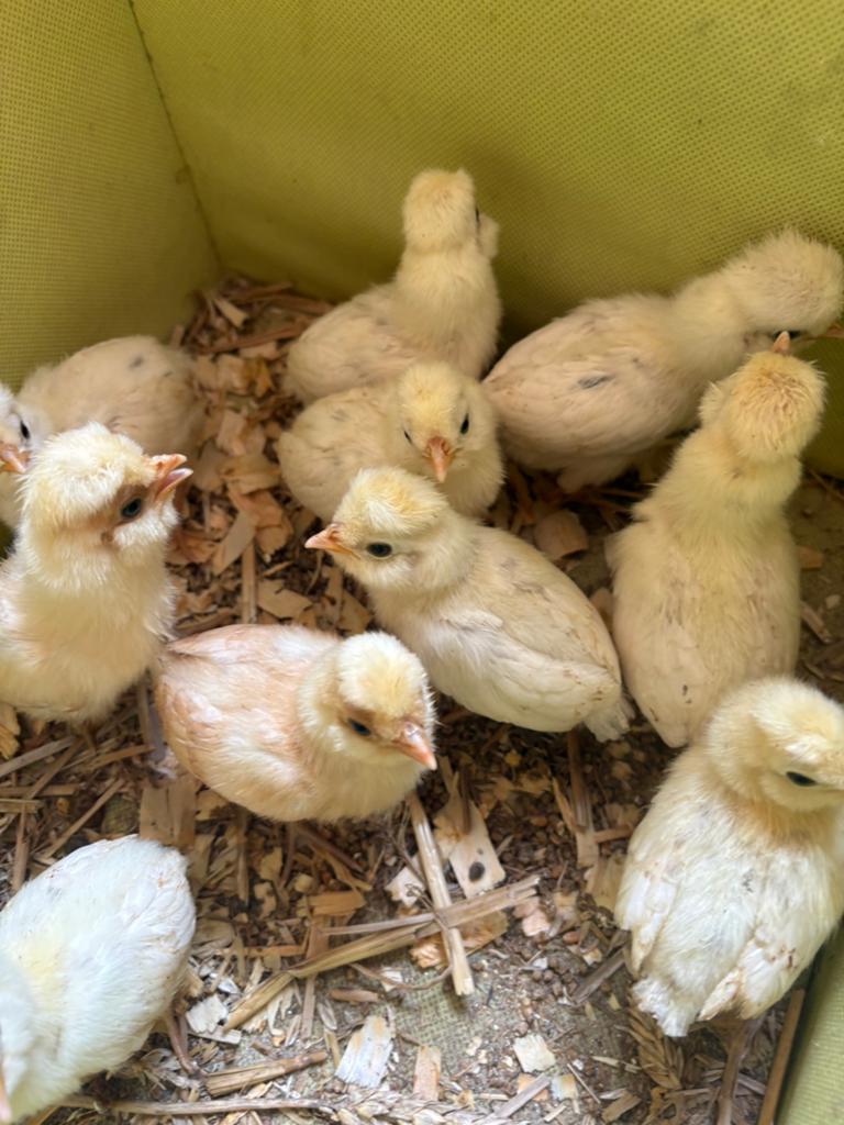 Padua kuikens wit 3 +1 gratis, Sexe inconnu, Poule ou poulet