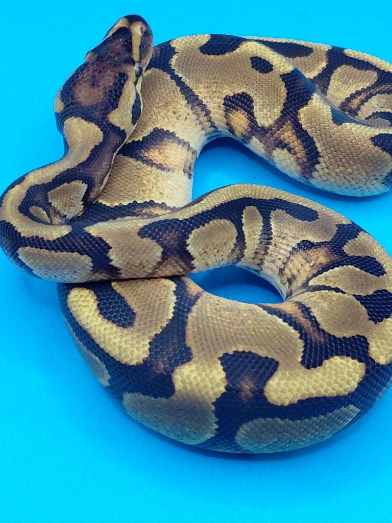 enchi orange dream het pied /desert ghost, Dieren en Toebehoren, Slang, 0 tot 2 jaar