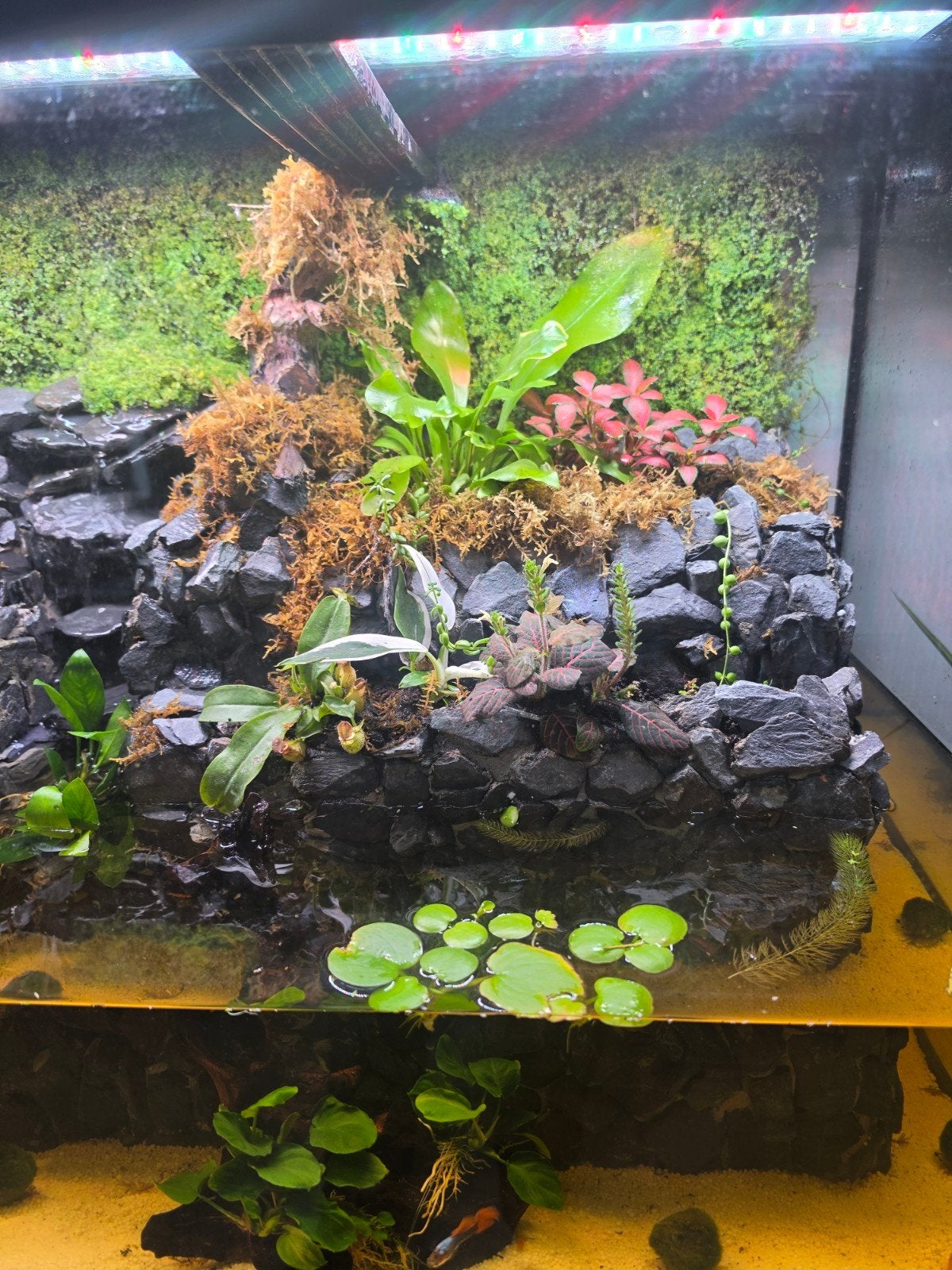 paludarium, Ophalen, Juwel