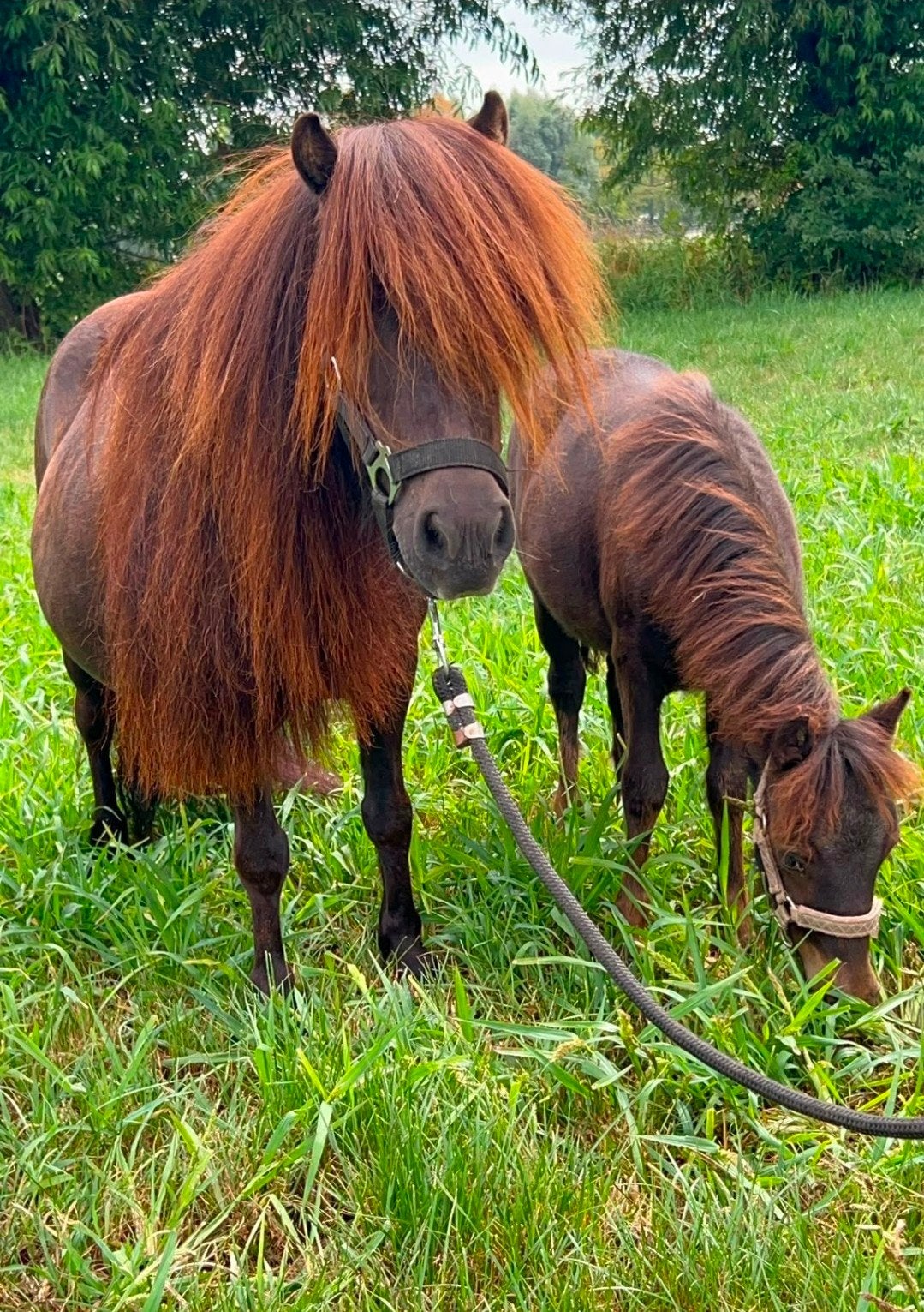 Shetland merrie minipaardje minipony appaloosa veulen shet, Dieren en Toebehoren, Pony's, Merrie