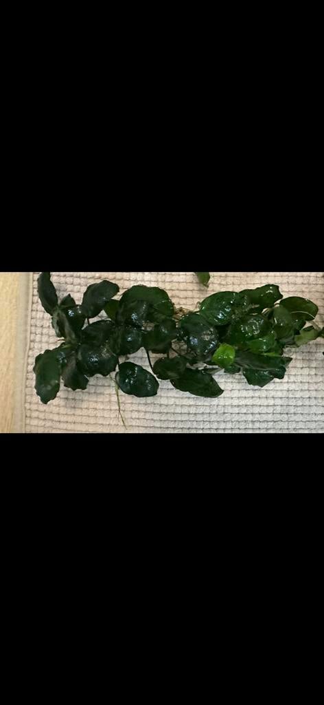 Aquarium plant, Enlèvement, Plante(s), Pierre ou Bois