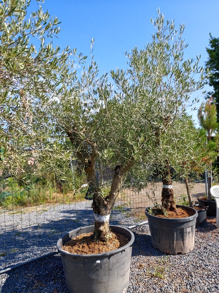 Dikke Oude olijfbomen, Tuin en Terras, Ophalen