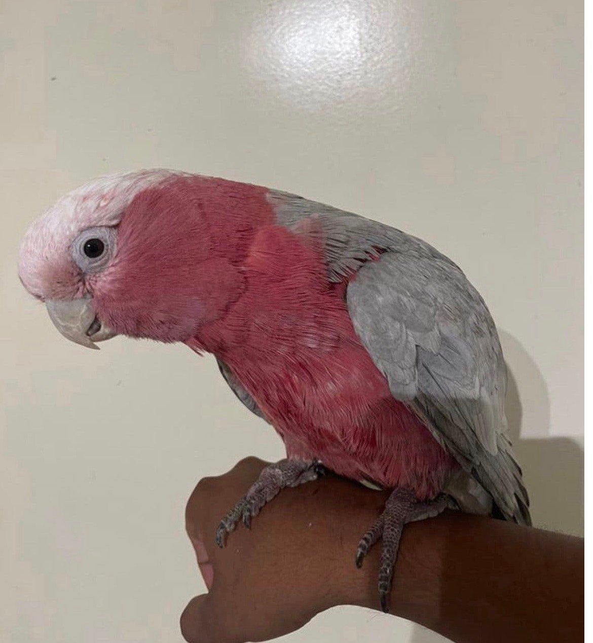 Prachtige Roze Kaketoe man super tam, Mâle, Perroquet, Parleur
