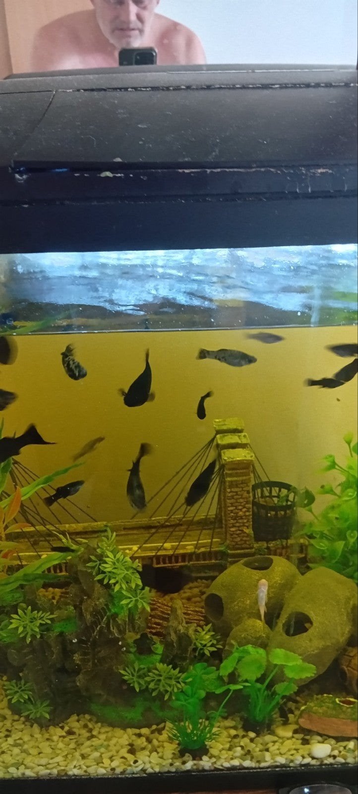Poissons d'aquarium, Animaux & Accessoires