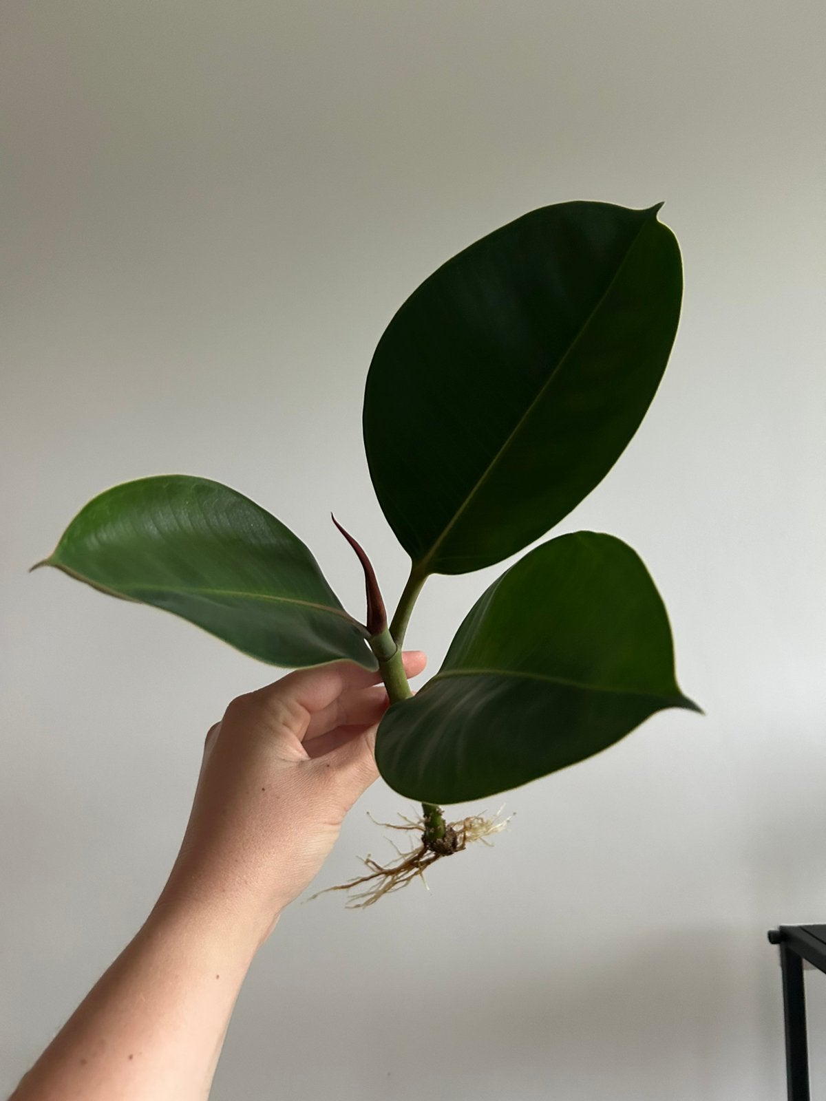 Ficus elastica robusta, Huis en Inrichting, Kamerplanten, Ophalen of Verzenden, Ficus