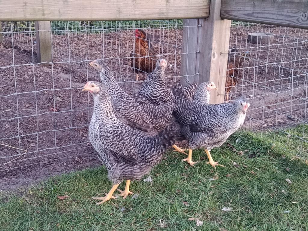 hollandse blauwe legkippen, Dieren en Toebehoren, Kip