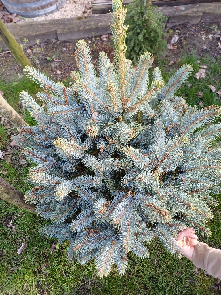 Picea pungens blauwe kerstboom, Tuin en Terras, Ophalen, In pot