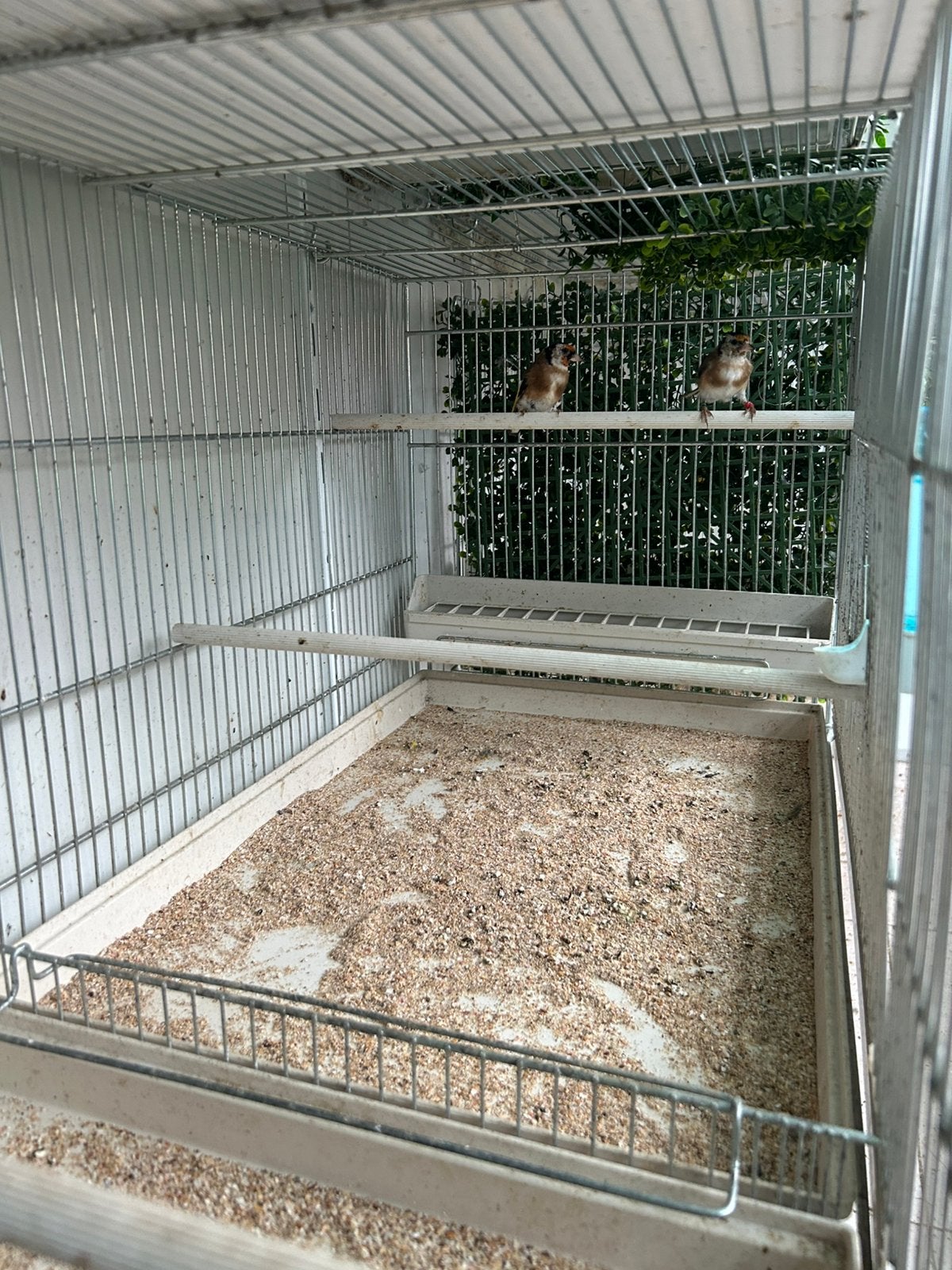 Distelvinken, Ophalen of Verzenden, Zo goed als nieuw