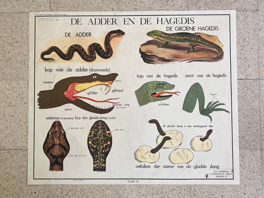 Vintage schoolkaarten, Antiek en Kunst, Ophalen, Natuur en Biologie