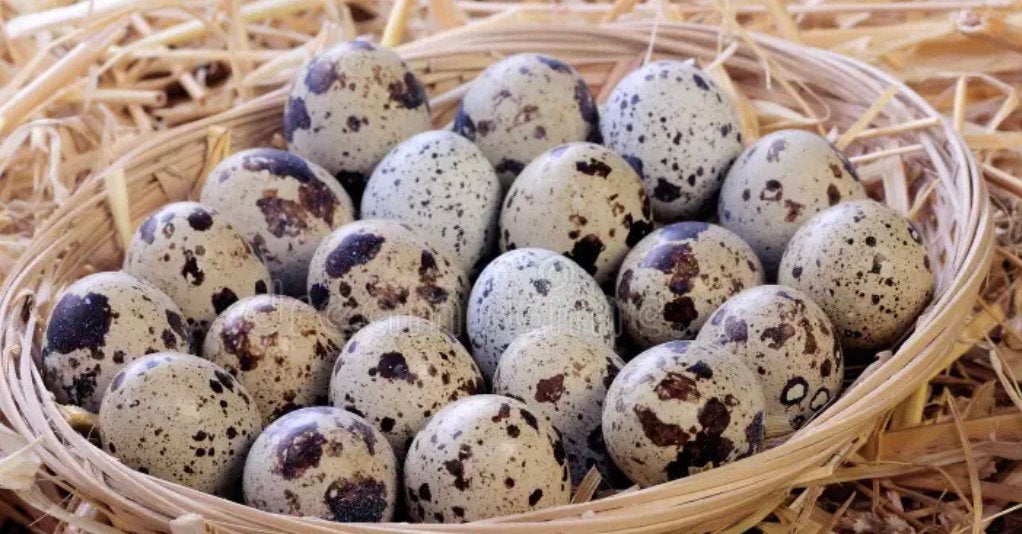 Japanse en chinese dwergkwartel broedeieren te koop