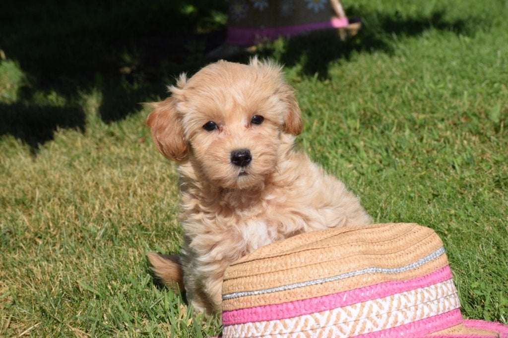 Maltipoo pups diverse kleuren, België, 15 weken tot 1 jaar, CDV (hondenziekte), Meerdere