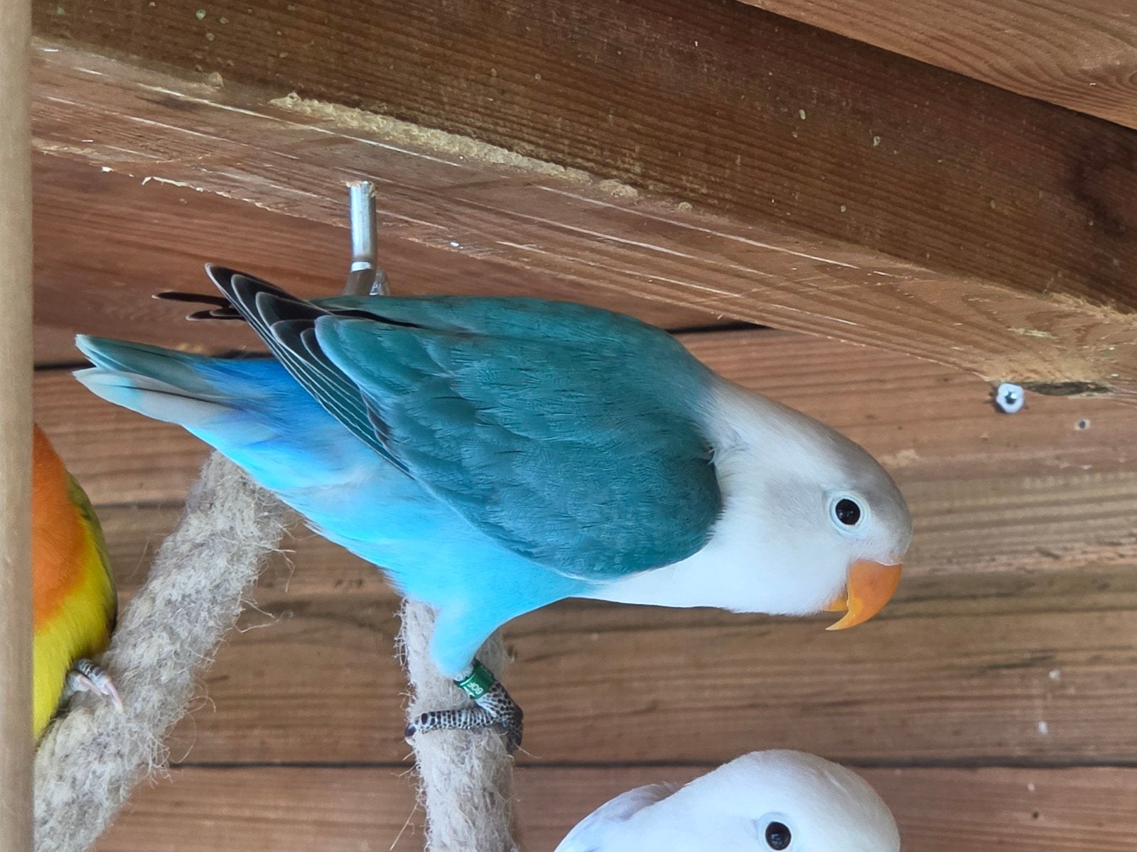 Agapornis fischeri blauw opaline pop 2026, Dieren en Toebehoren, Vrouwelijk, Dwergpapegaai of Agapornis, Geringd
