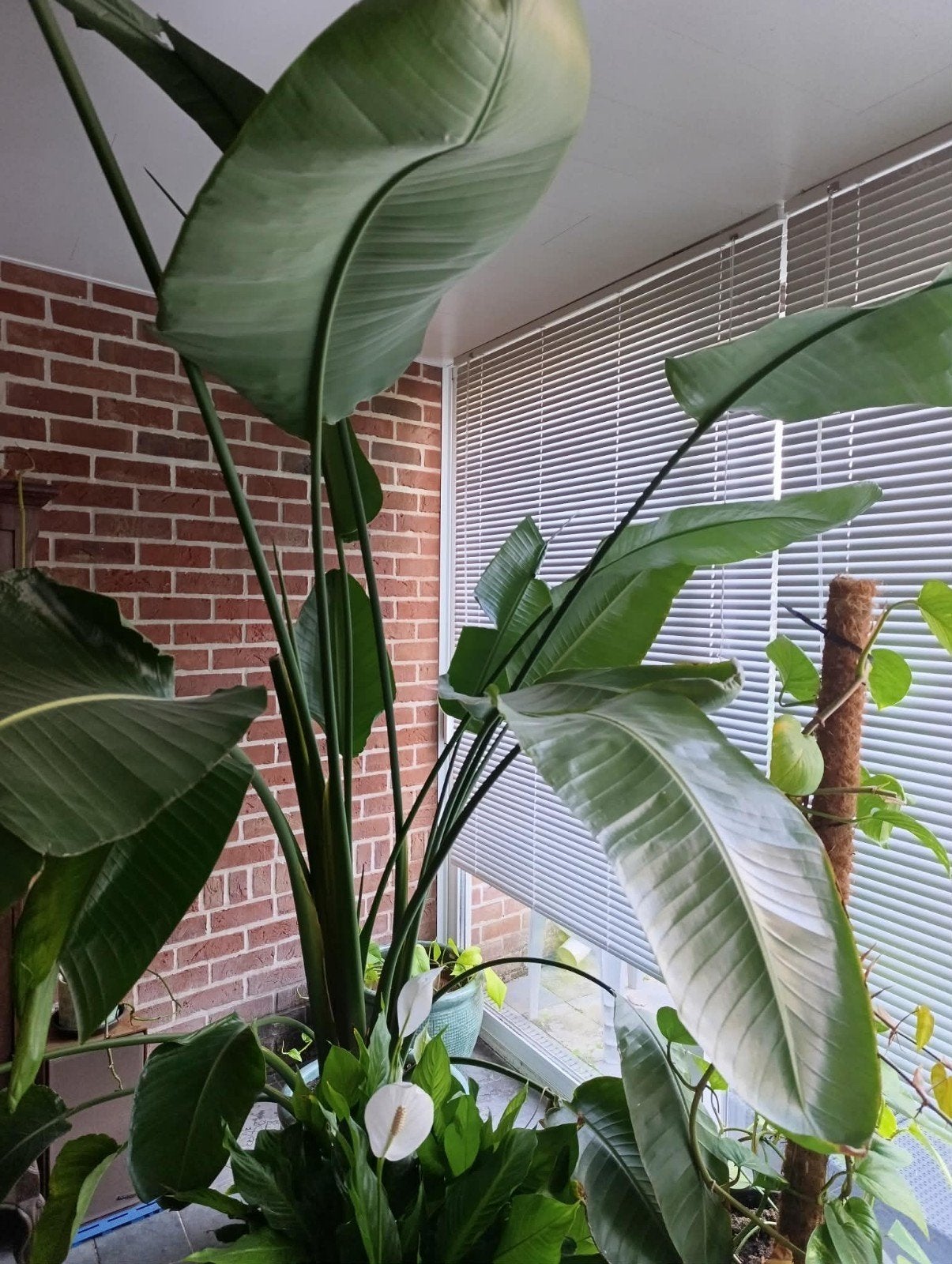 Mooie grote plant . Perfect gezond en verzorgd., Ophalen