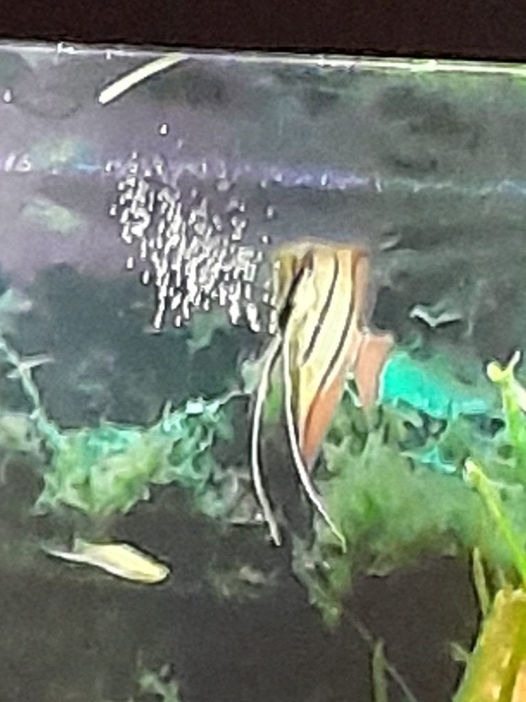 pterophylum altum RIO NANAY scalares maanvissen, Vis, Zoetwatervis