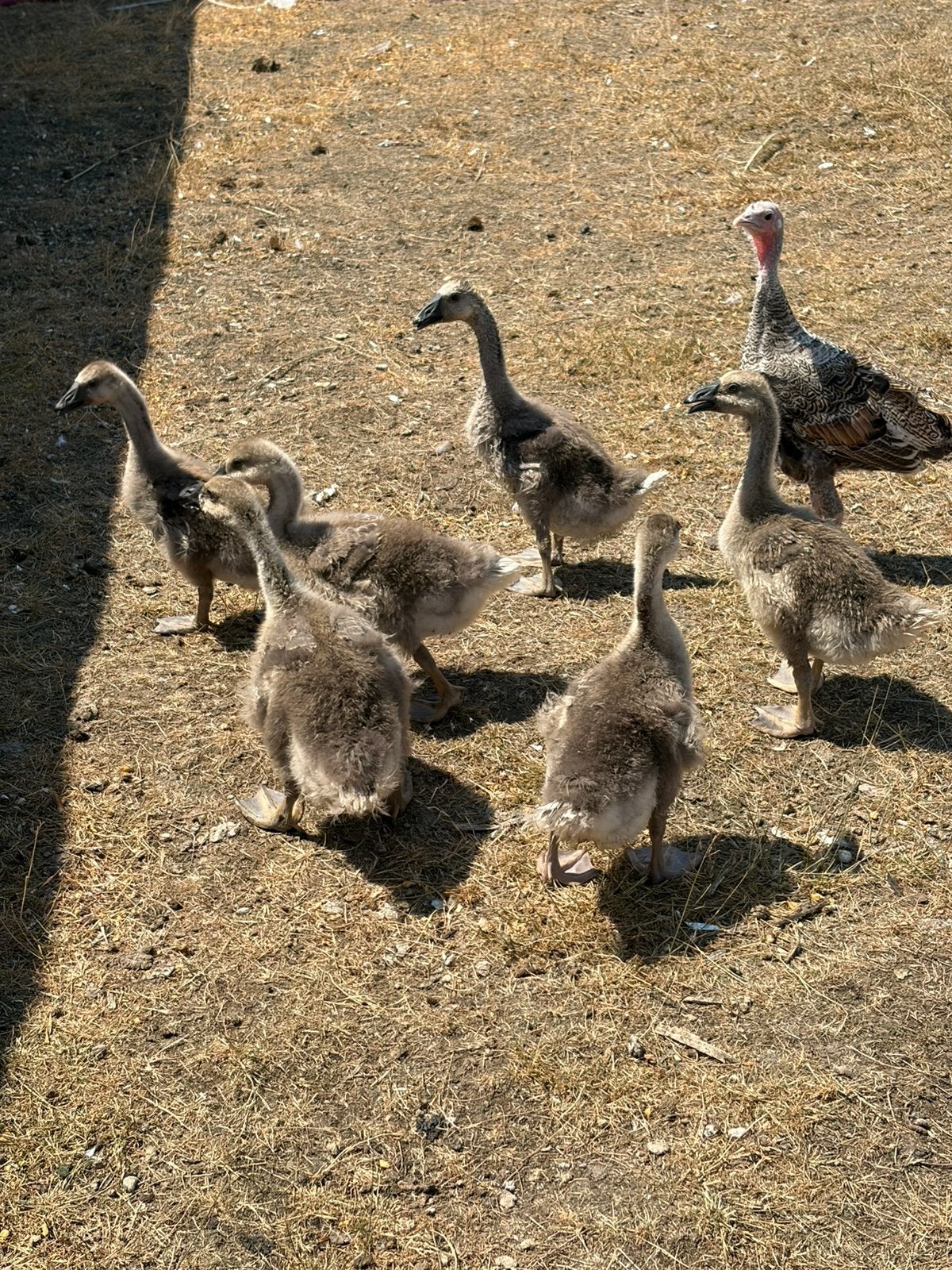Bruine ganzen, Dieren en Toebehoren, Meerdere dieren, Gans of Zwaan