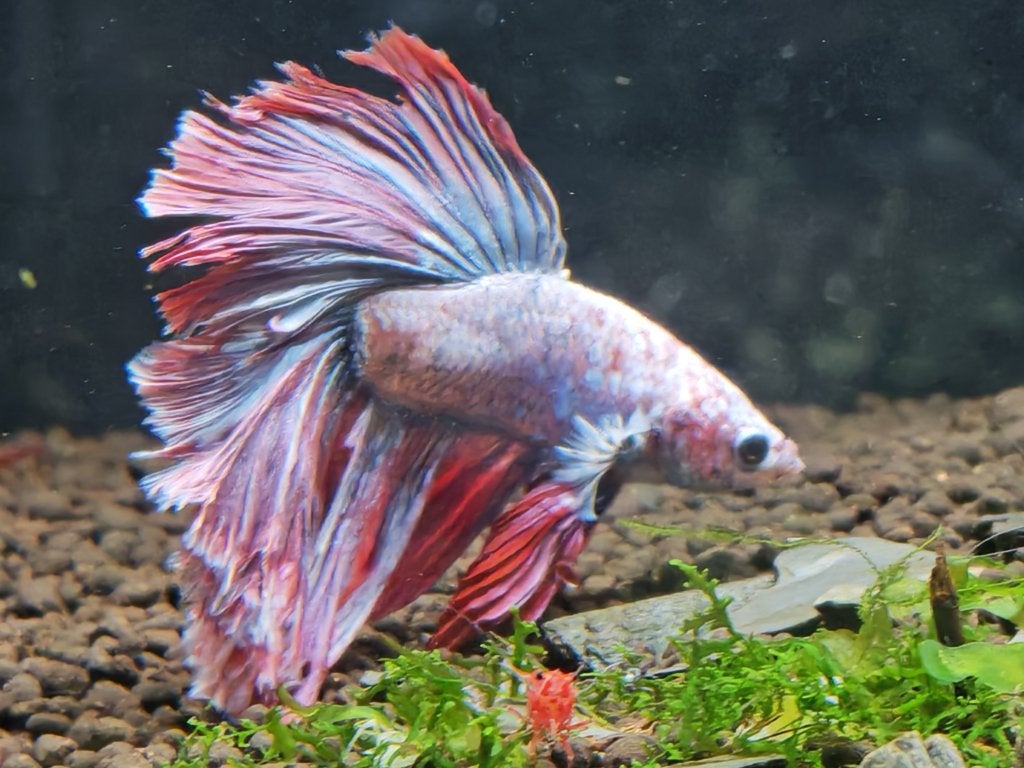 À vendre : Poisson Betta et 2 Corydoras, Poisson, Poisson d'eau douce