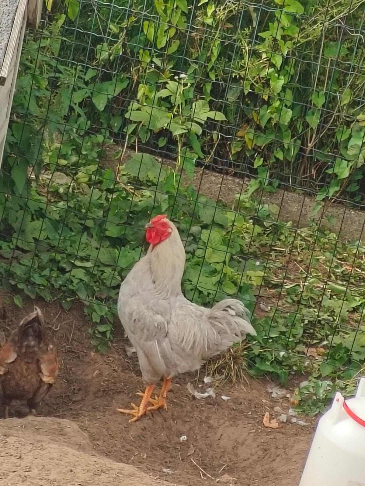 Wyandotte kriel, Dieren en Toebehoren, Pluimvee