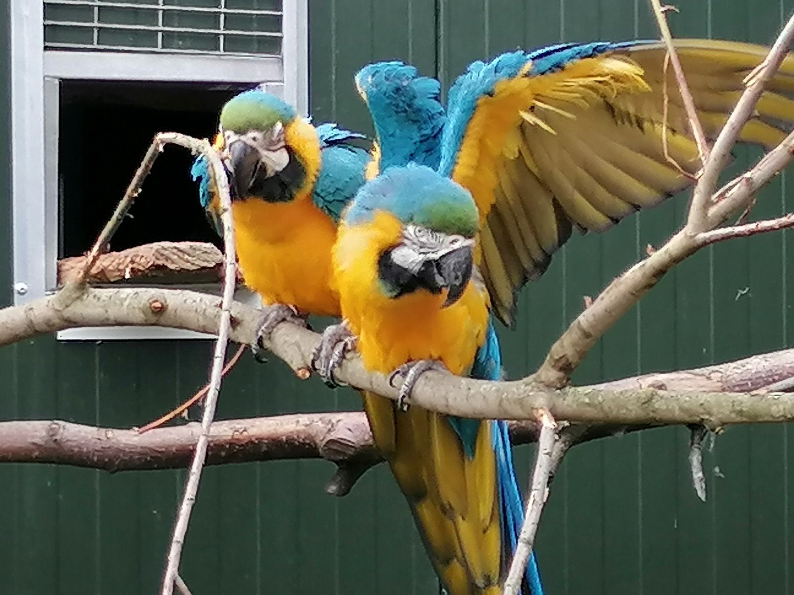 Couple reproducteur d'aras bleus et jaunes et jeunes, Plusieurs animaux, Perroquet, Domestique