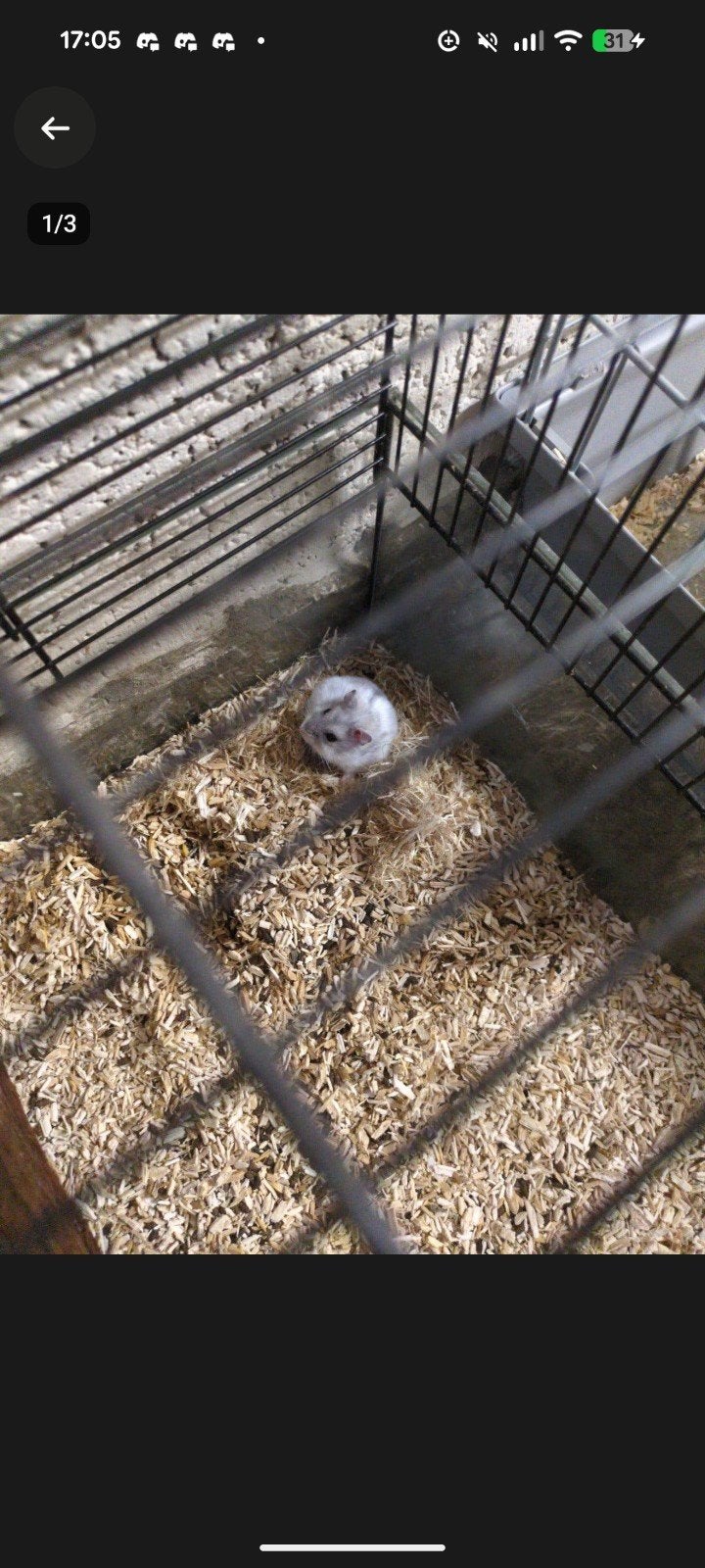 2 broertjes hamsters met kooi 40 euro, Animaux & Accessoires, Rongeurs, Mars