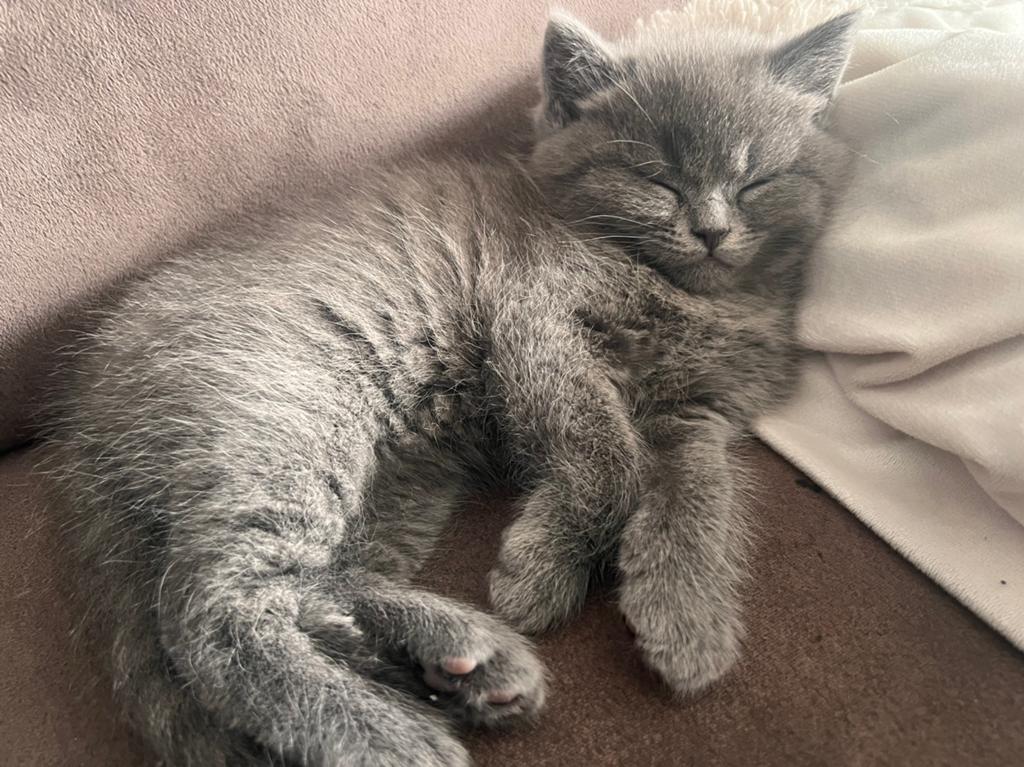 Katertje beschikbaar, Dieren en Toebehoren, Katten en Kittens | Raskatten | Langhaar, Kater, Gechipt, 0 tot 2 jaar