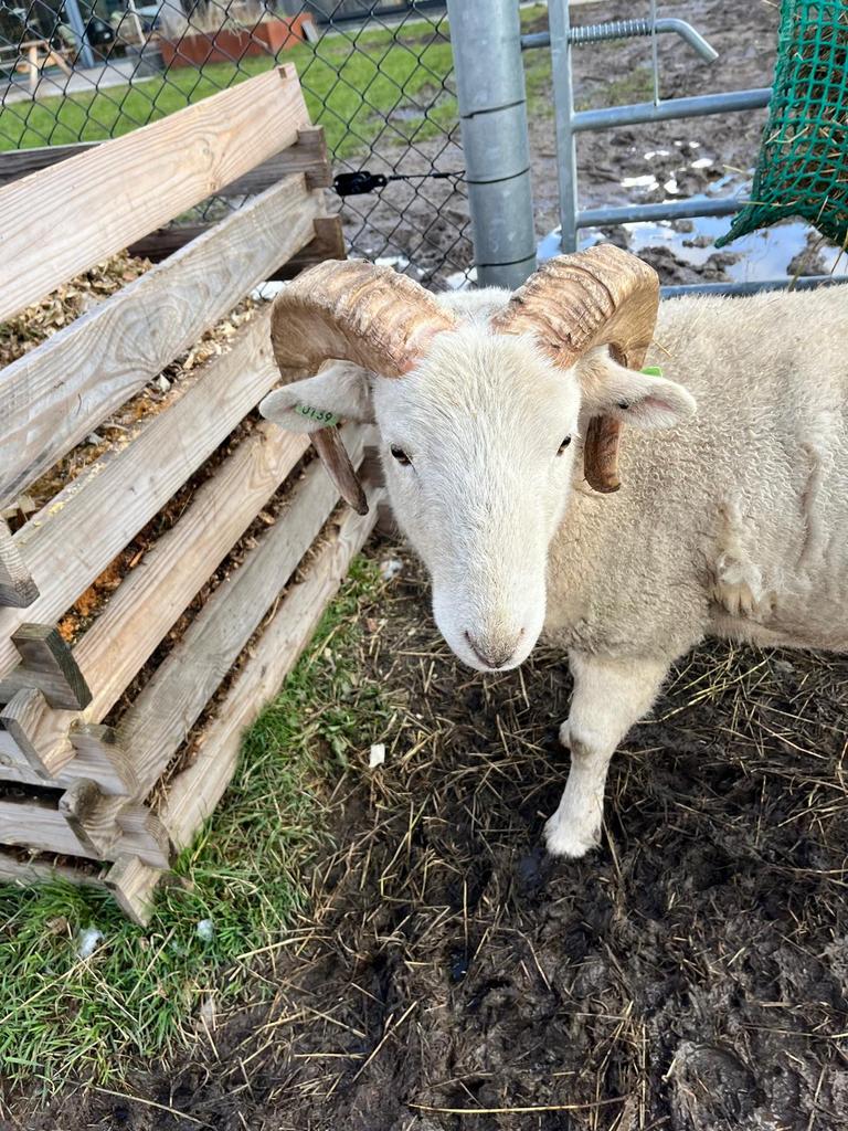 Wiltshire Horn stamboekdekram, Mannelijk, Schaap, 0 tot 2 jaar