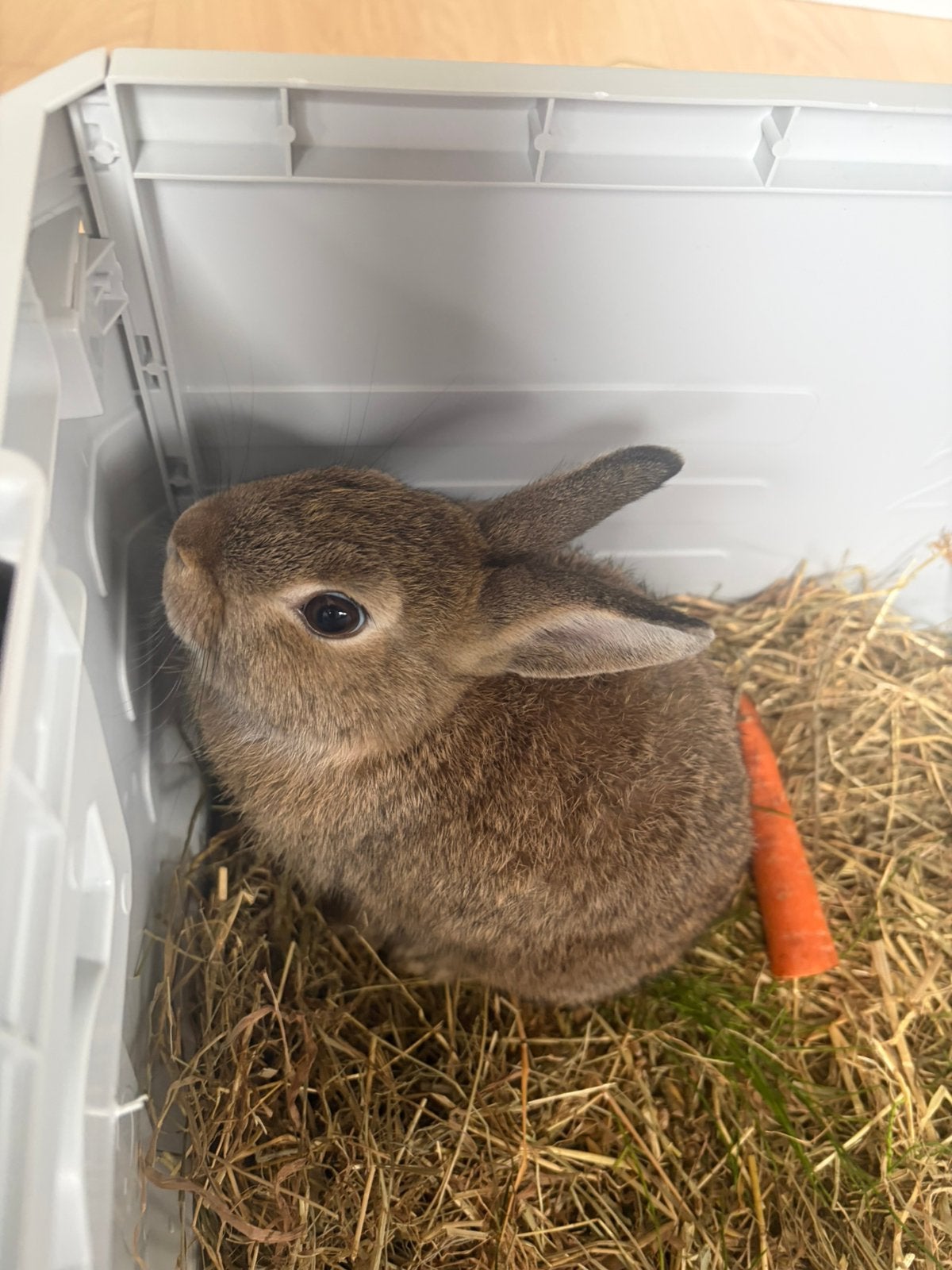 konijntjes, Dieren en Toebehoren, Meerdere dieren, Klein, 0 tot 2 jaar