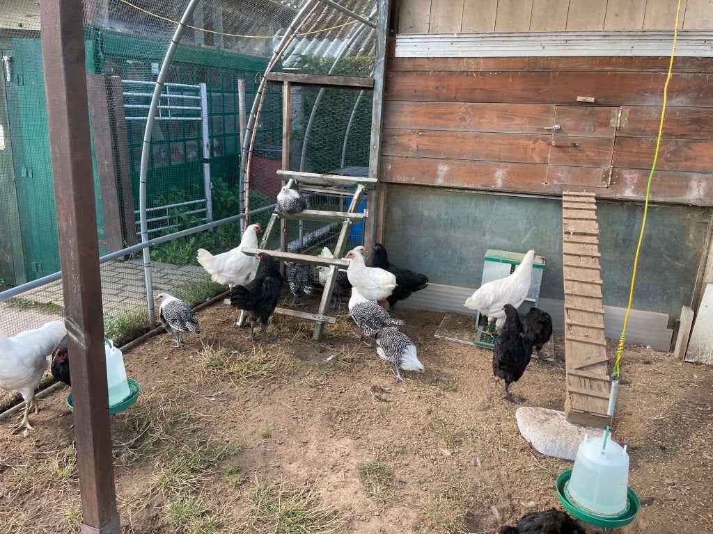 Zilverbrakels hennen en hanen  te koop, Femelle, Poule ou poulet