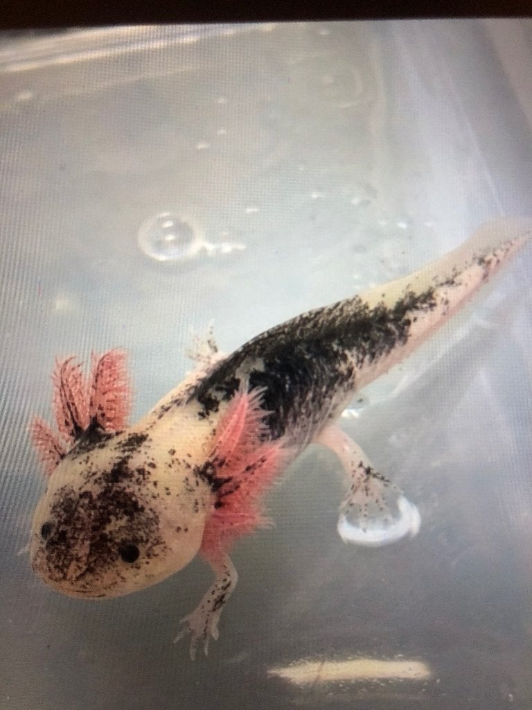 Axolotls Pieblad + frais d'expédition, Animaux & Accessoires, Poissons | Poissons d'aquarium, Autres types, Poisson d'eau douce