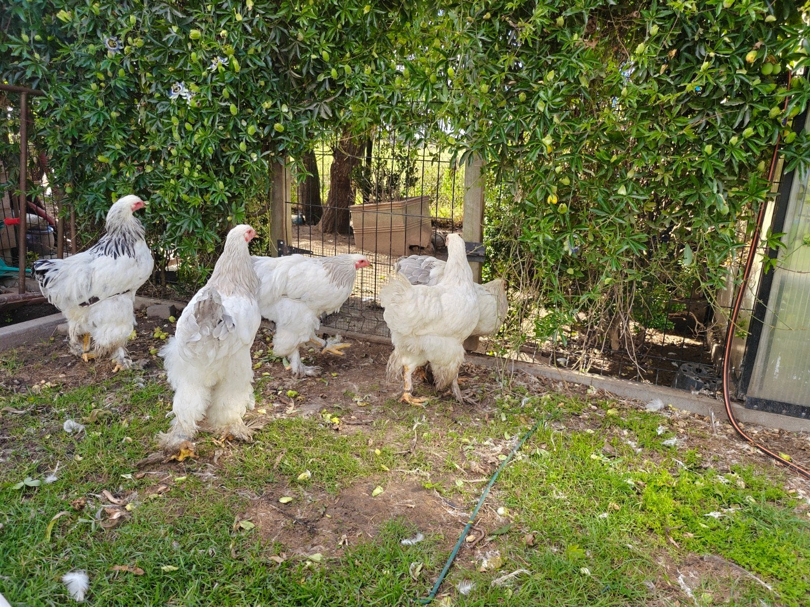 Brahma hanen, Dieren en Toebehoren, Pluimvee, Mannelijk, Kip