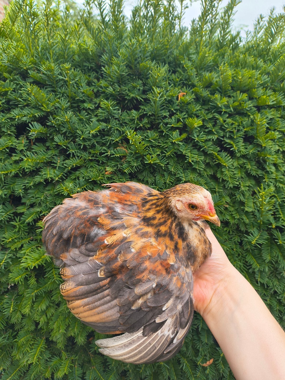4 kuikentjes (verschillende rassen), Sexe inconnu, Poule ou poulet