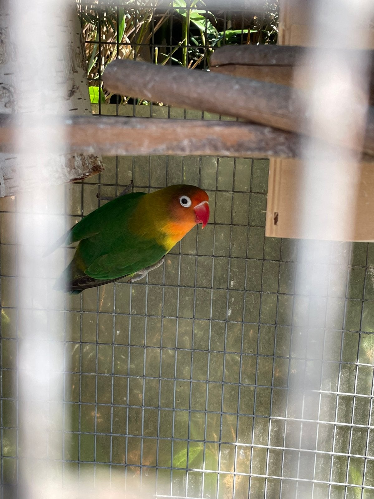 Agapornis, Dieren en Toebehoren, Geslacht onbekend
