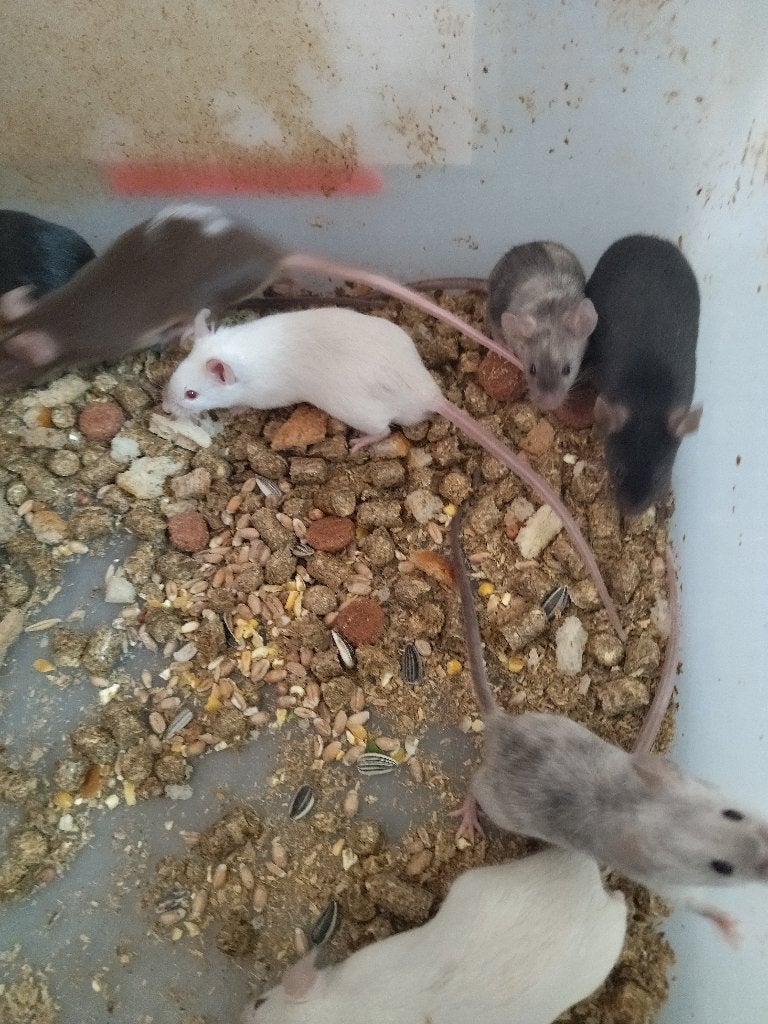 ik zoek ratjes, Dieren en Toebehoren, Knaagdieren, Mei, Meerdere dieren, Rat