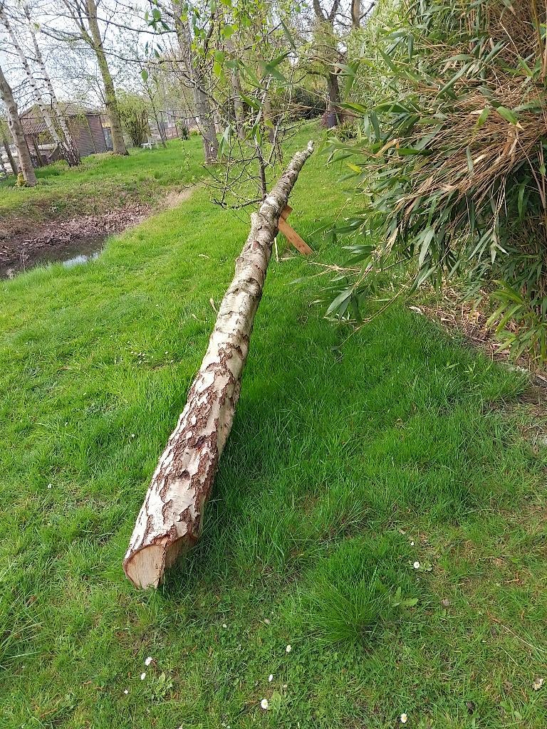 Berk  boomstam, Ophalen, 25 tot 50 mm, Overige typen, Nieuw