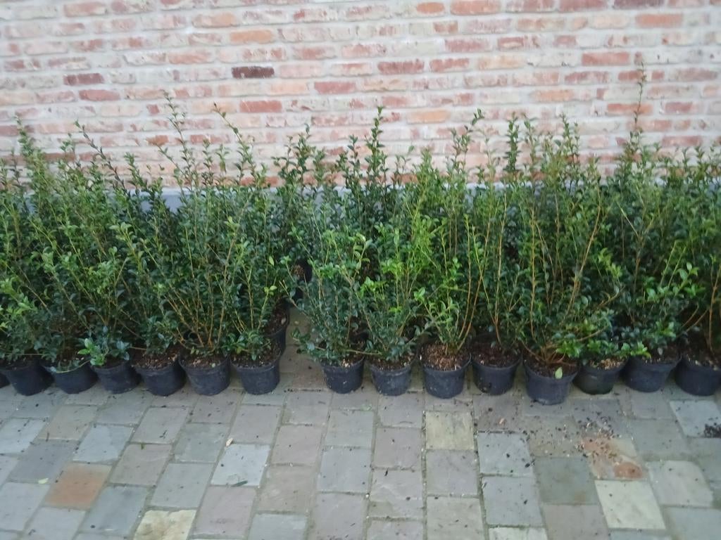 ‼️osmanthus Burkwoodii 40/50 aan stuntprijzen ‼️, Enlèvement, Taxus