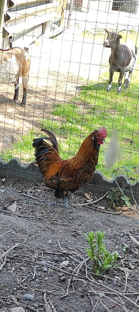 Araucana kippen te geef, Animaux & Accessoires, Volatiles