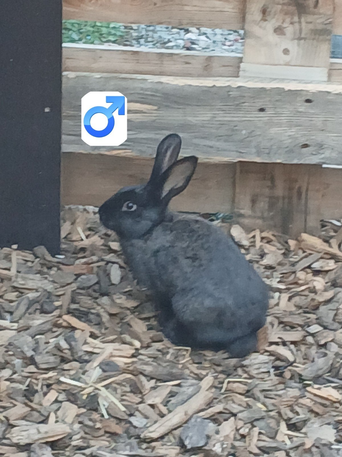 Vlaamse reus 11 a 12 weken, Animaux & Accessoires, Lapins, Grand, Mâle, 0 à 2 ans