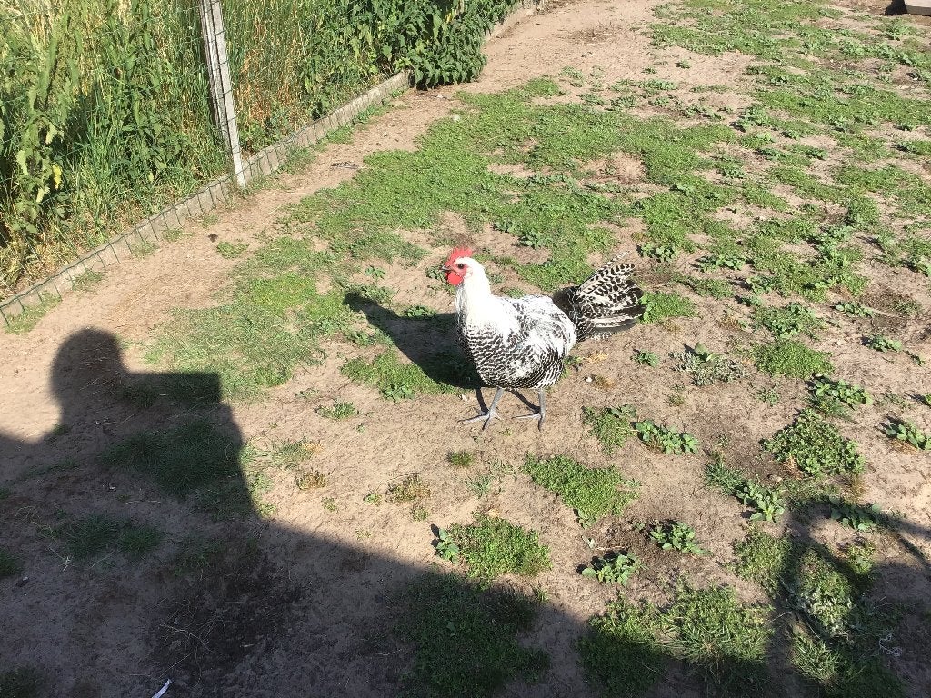 Zilverbrakel jonge haan, Mâle, Poule ou poulet