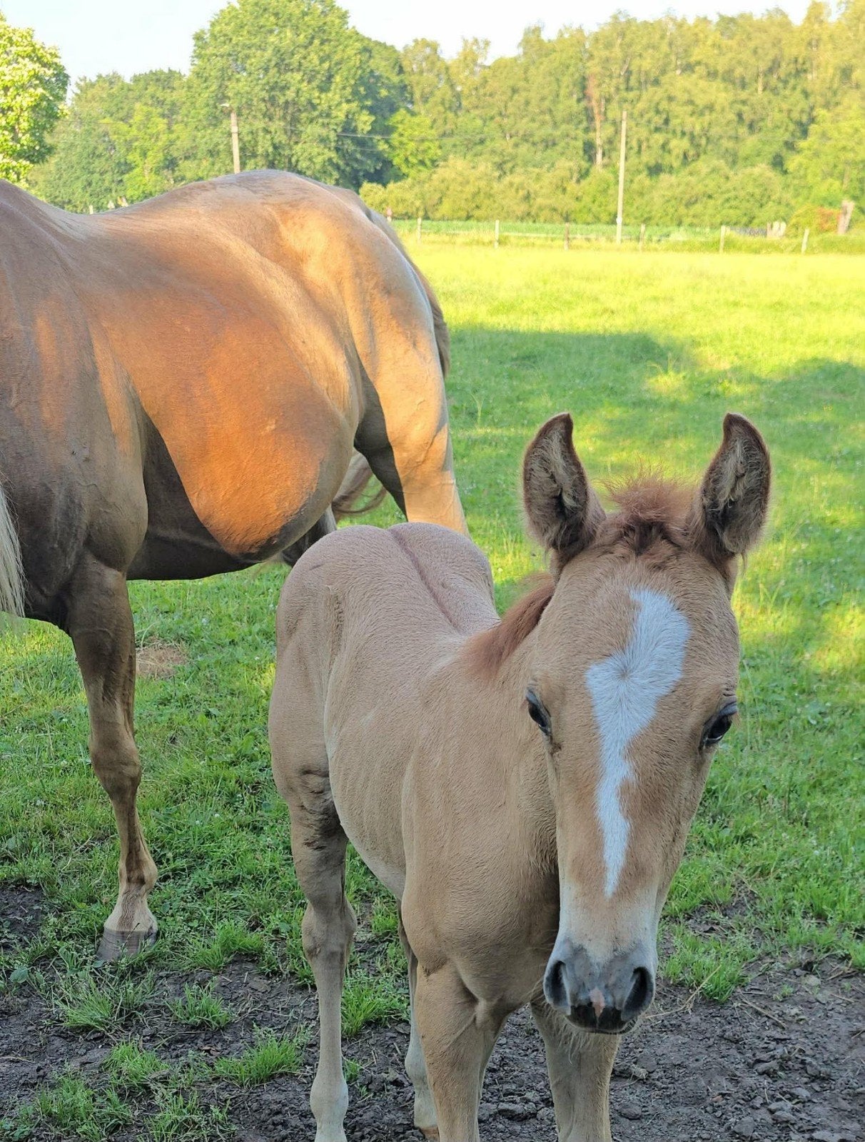 Red dun quarter veulen met AQHA papier panels negatief!, Vermifugé