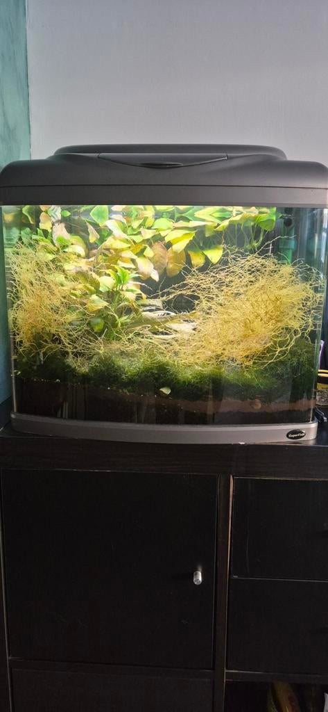 Aquarium 60l te koop, Enlèvement