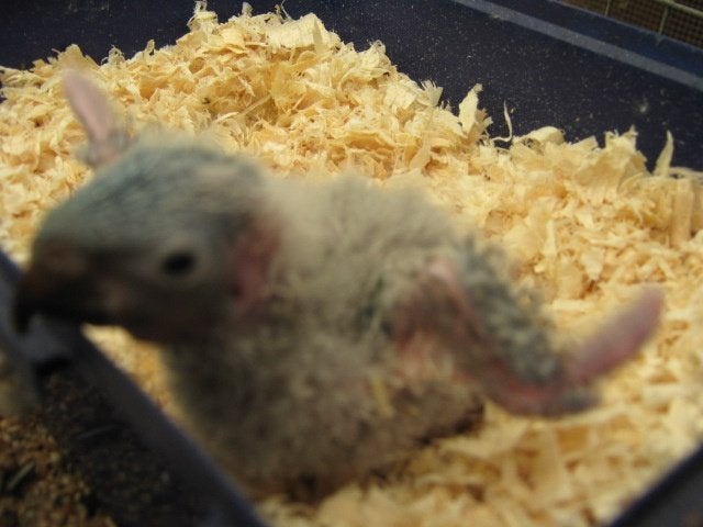 a vendre beaux bébés loris blauw bergen, Sexe inconnu, Perroquet