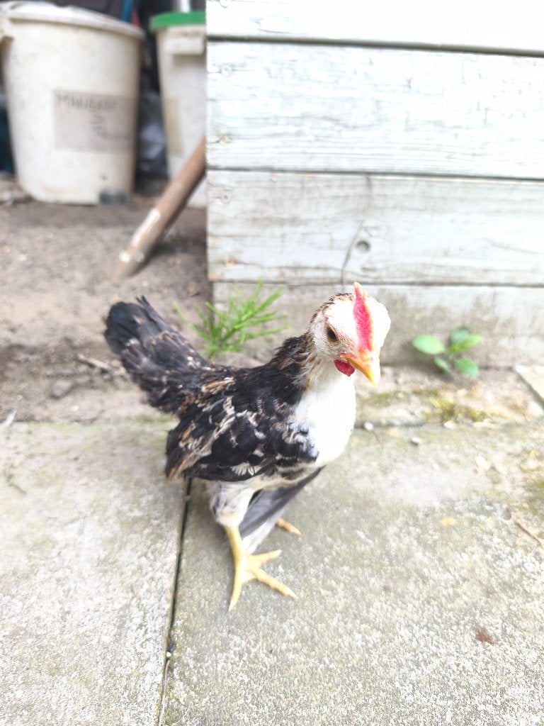 Superleuke Serama haantjes, Mâle, Poule ou poulet