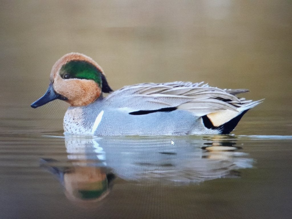 amerikaanse wintertaling/ siereenden