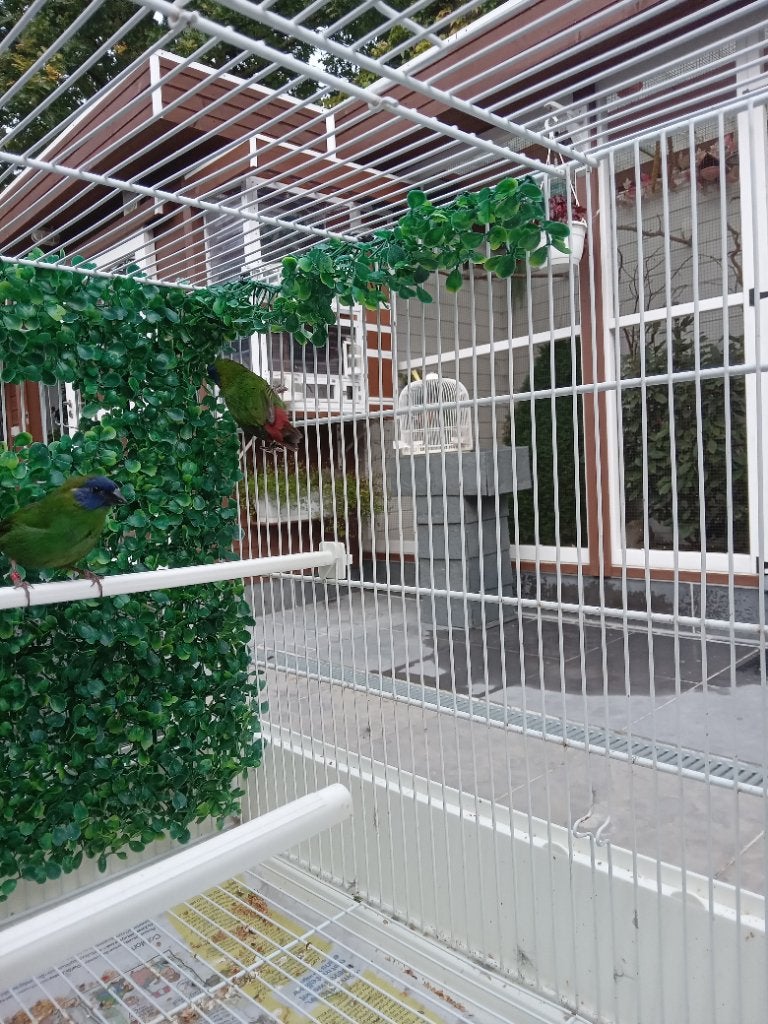 Mandine tricolore, Animaux & Accessoires, Mâle, Oiseau tropical, Bagué