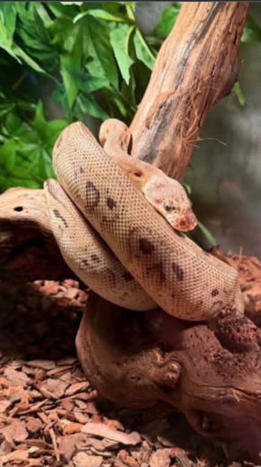 2 koningspythons, Dieren en Toebehoren, Slang, Tam, 0 tot 2 jaar