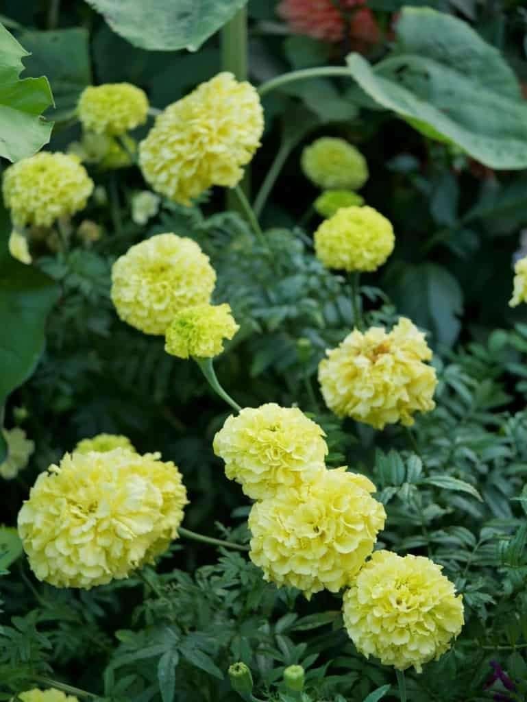 20 zaden Tagetes erecta Man on the moon, Ophalen of Verzenden, Voorjaar, Halfschaduw, Zaad