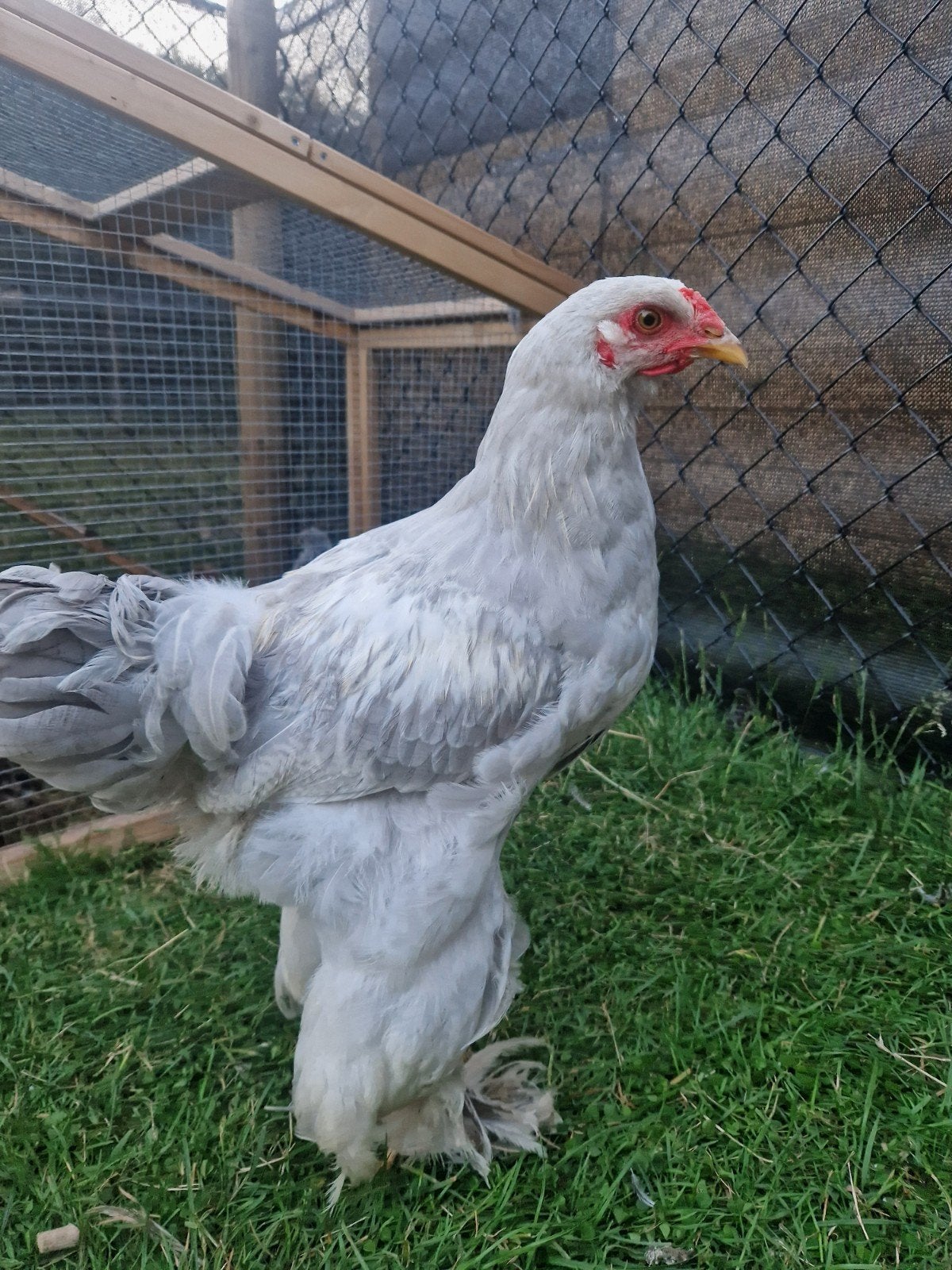 Brahma haan 17 weken oud🐔, Dieren en Toebehoren