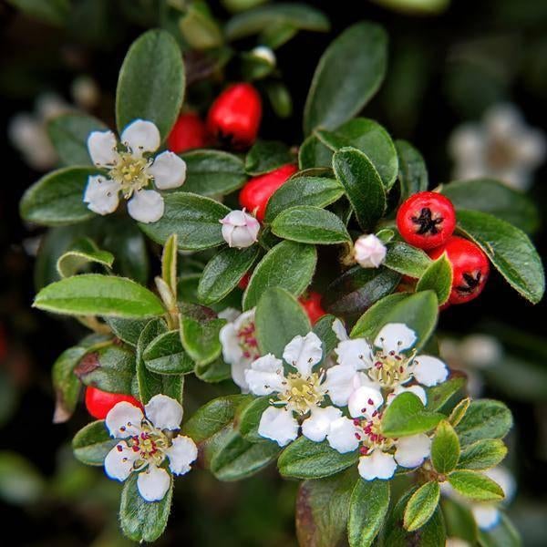 1 cotoneaster dammeri  in pot, Tuin en Terras, Planten | Tuinplanten, Ophalen
